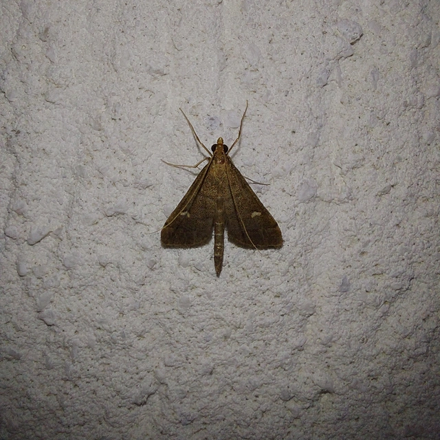 Dolicharthria punctalis - hosszúlábú tűzmoly