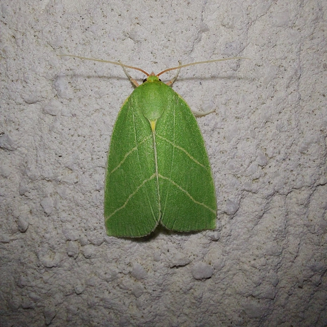 Bena bicolorana - tölgyfa-zöldbagoly