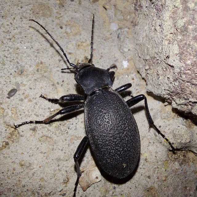 Carabus coriaceus - bőrfutrinka