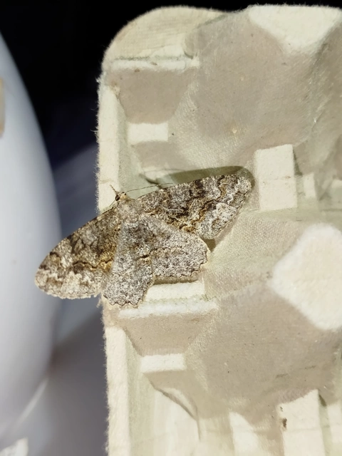 Alcis repandata - foltos faaraszoló