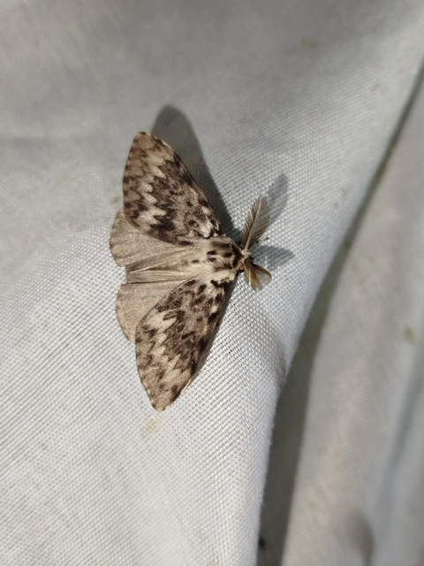 Lymantria monacha - apácalepke