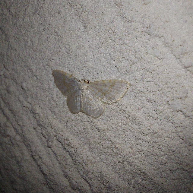 Asthena albulata - gyertyán-fehéraraszoló
