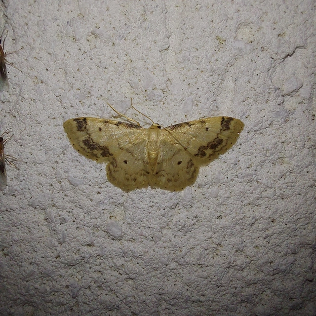 Idaea trigeminata - csúcsfoltos apróaraszoló