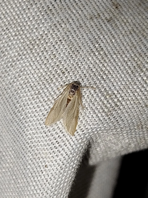 Acentria ephemerella - törpe vízimoly