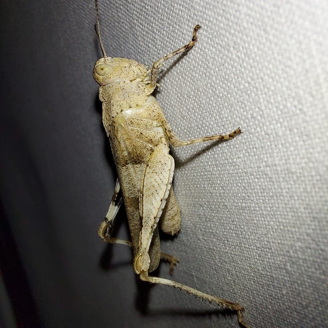 Oedipoda caerulescens - kékszárnyú sáska