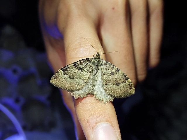 Triphosa dubitata - kutyabenge-araszoló