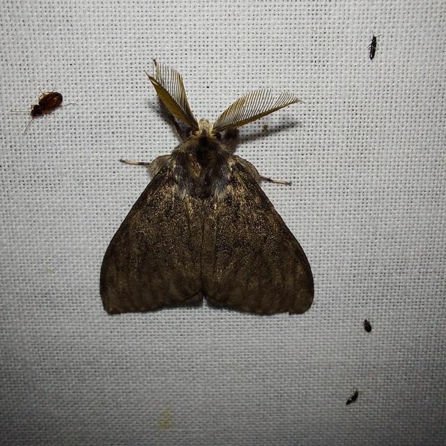 Lymantria monacha - apácalepke