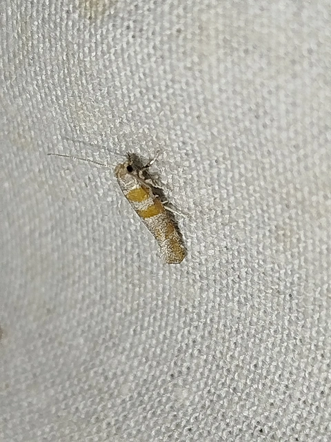 Cedestis gysseleniella - hamvas fenyőtűmoly