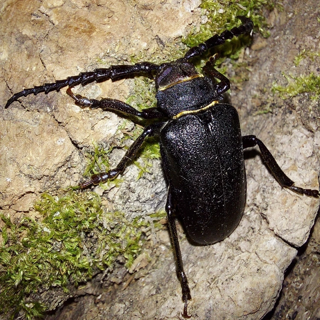 Prionus coriarius - csőszcincér