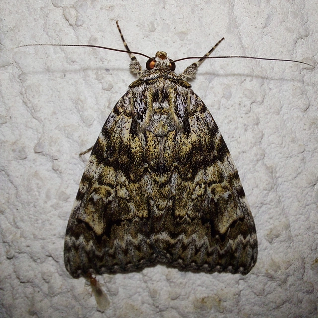 Catocala promissa - kis tölgyfa-övesbagoly
