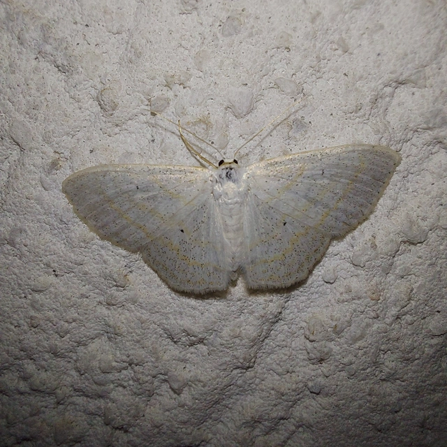 Scopula subpunctaria - törtvonalas sávosaraszoló