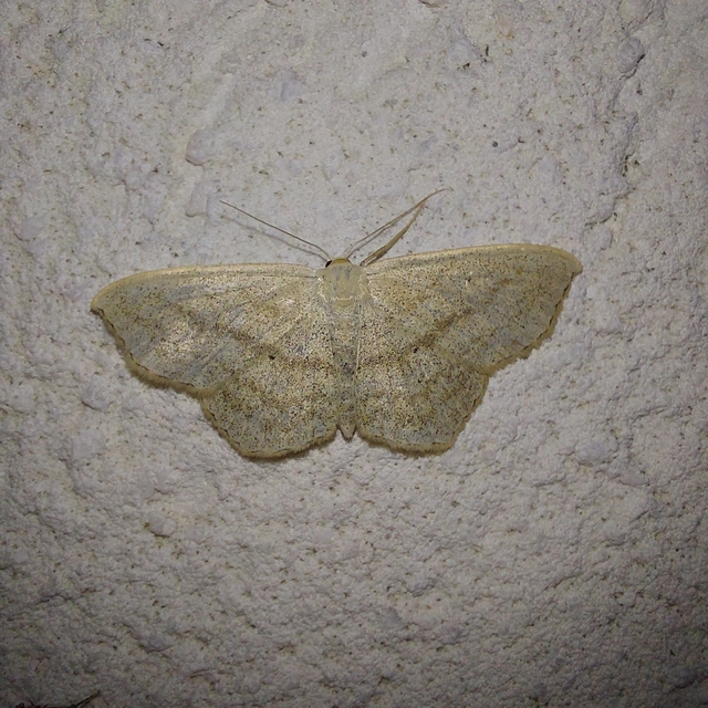 Scopula nigropunctata - feketepettyes araszoló