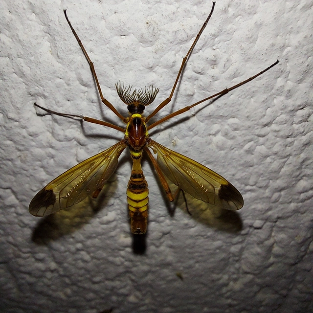 Ctenophora ornata - sárga fésűsszúnyog
