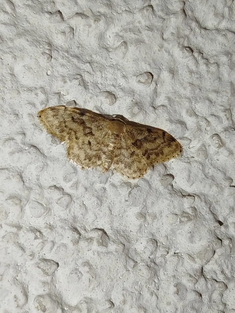 Idaea inquinata - mintás apróaraszoló