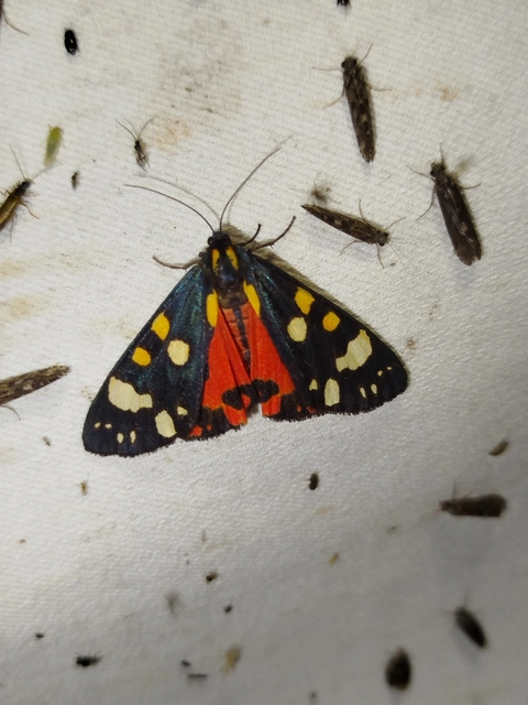 Callimorpha dominula - fémes medvelepke