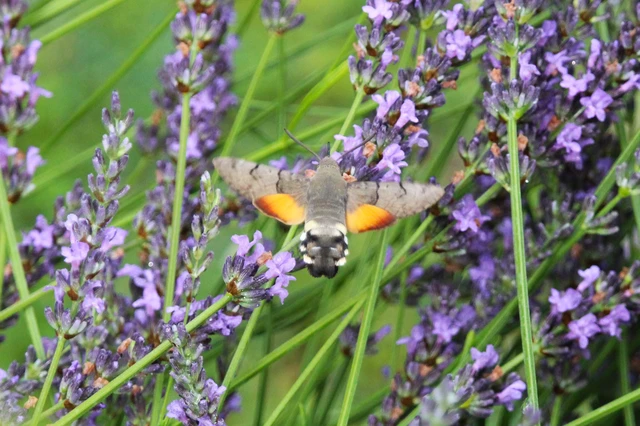 Macroglossum stellatarum - kacsafarkú szender