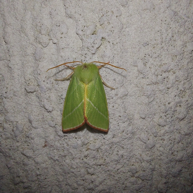 Pseudoips prasinana - bükkfa-zöldbagoly