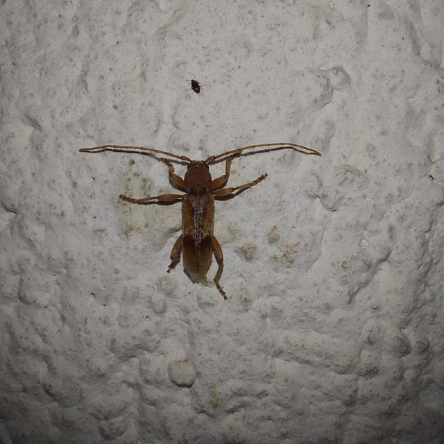 Trichoferus pallidus - sápadt éjicincér