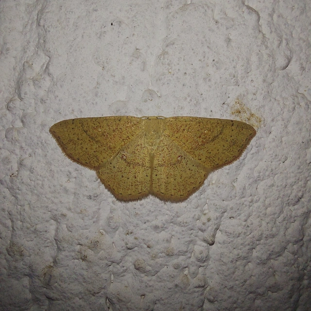 Cyclophora ruficiliaria - vörösrojtú pettyesaraszoló