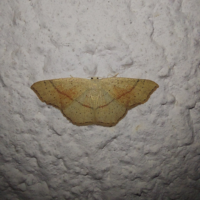 Cyclophora punctaria - sávos pettyesaraszoló