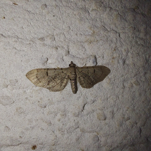 Eupithecia venosata - mécsvirág-törpearaszoló
