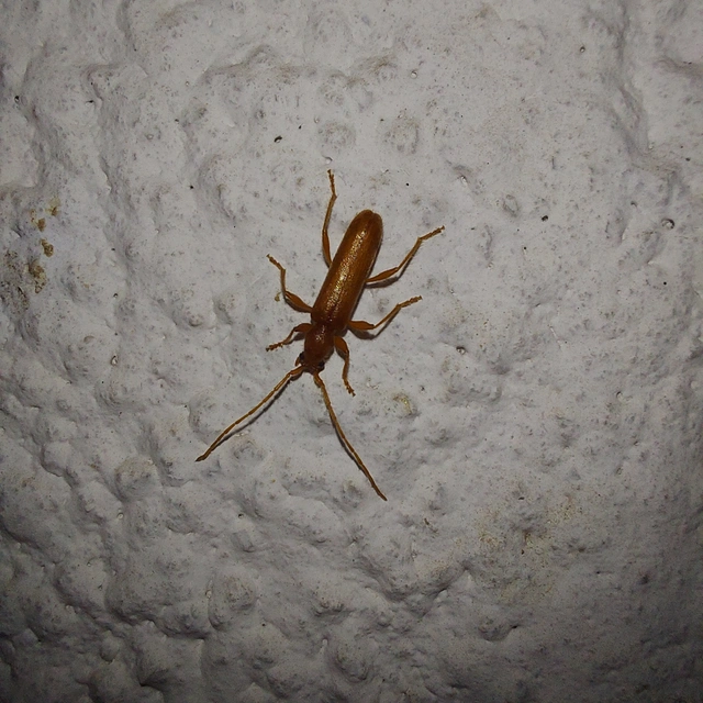 Axinopalpis gracilis - kecses selymescincér