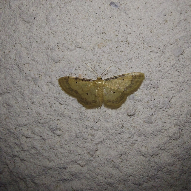 Idaea politaria - vonalas apróaraszoló