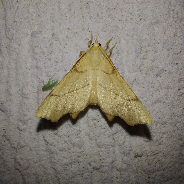 Ennomos erosaria - hársfa-levélaraszoló