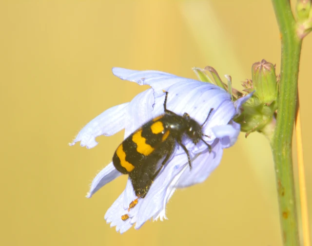 Mylabris variabilis - szalagos hólyaghúzó Mylabris variabilis - szalagos hólyaghúzó