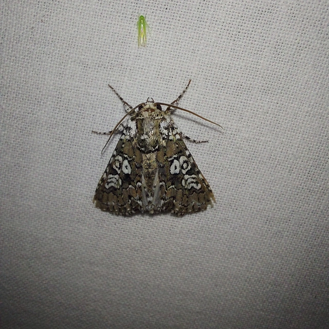 Lamprosticta culta - hármasfoltú bagoly