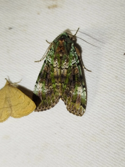 Anaplectoides prasina - zöld hegyibagoly