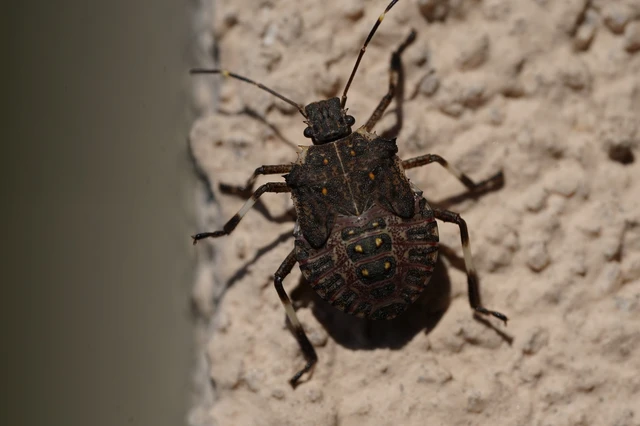 Halyomorpha halys - ázsiai márványospoloska