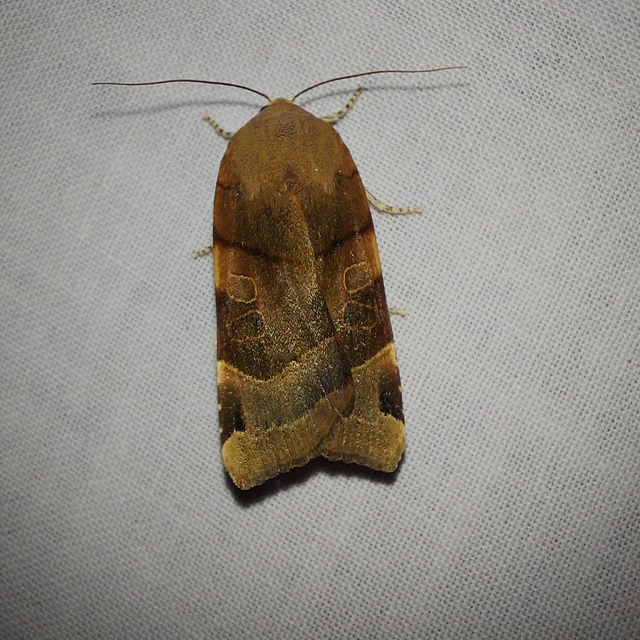 Noctua fimbriata - szélessávú sárgafűbagoly