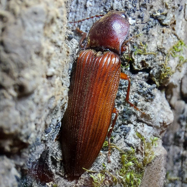 Stenagostus rufus - nagy pattanó
