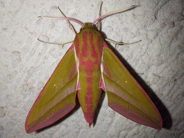 Deilephila elpenor - szőlőszender
