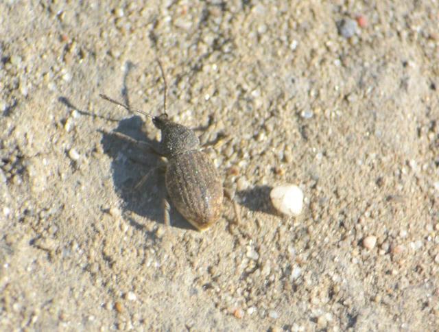 Otiorhynchus