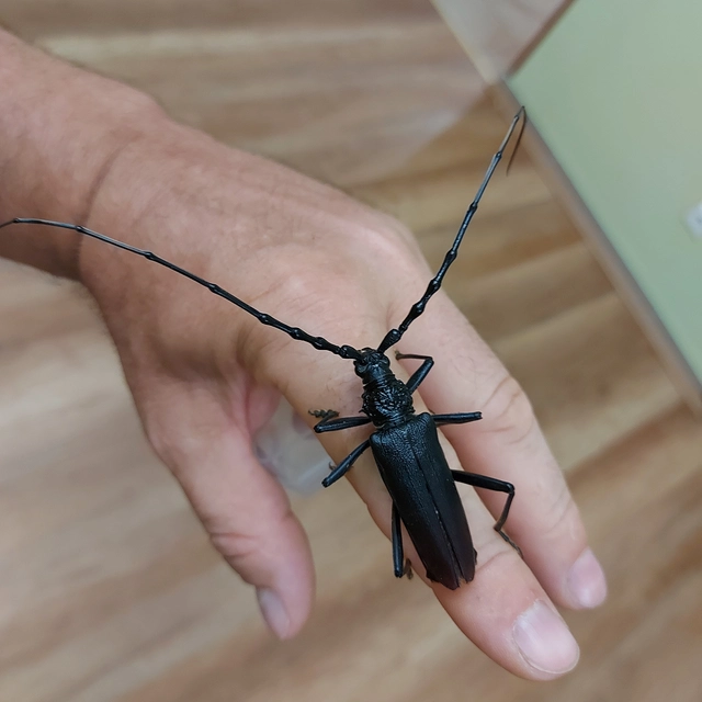 Cerambyx cerdo - nagy hőscincér