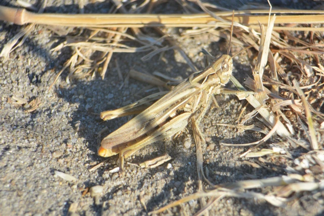 Chorthippus brunneus - közönséges tarlósáska