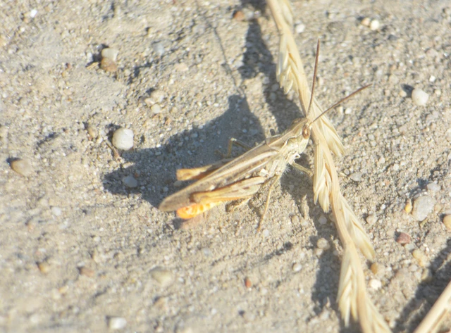 Chorthippus brunneus - közönséges tarlósáska