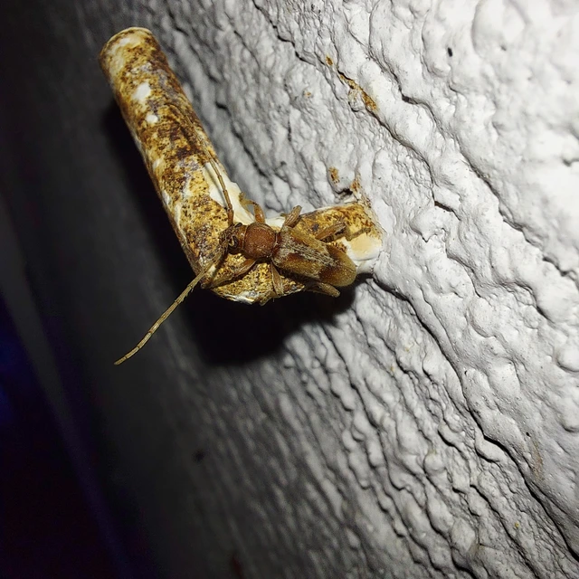 Trichoferus pallidus - sápadt éjicincér