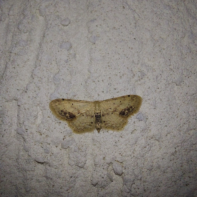 Idaea dimidiata - gyakori apróaraszoló