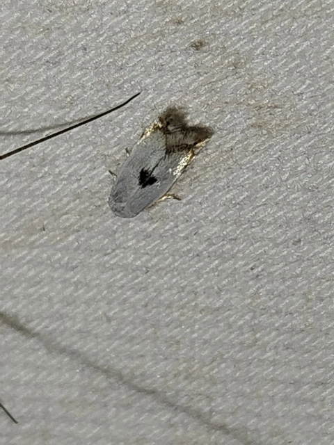 Pseudopostega auritella - gólyahíraknázó aprómoly