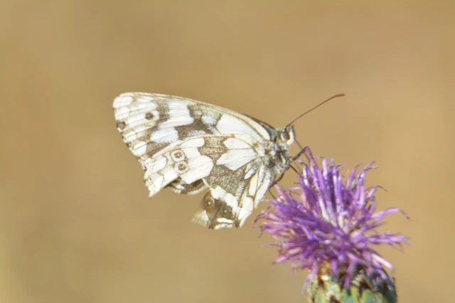 Melanargia galathea - sakktáblalepke
