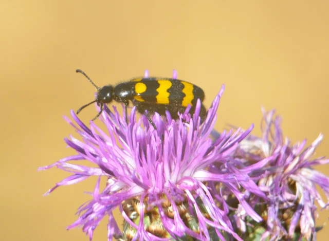 Mylabris variabilis - szalagos hólyaghúzó Mylabris variabilis - szalagos hólyaghúzó