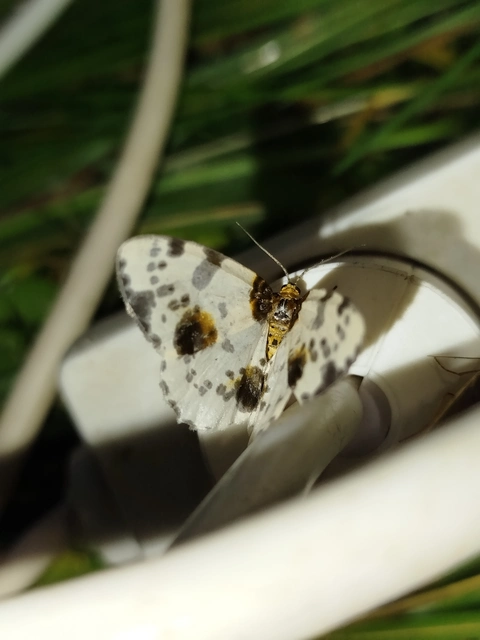 Abraxas sylvata - sárgafoltos araszoló