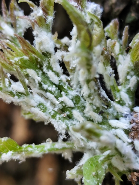Metcalfa pruinosa - amerikai lepkekabóca