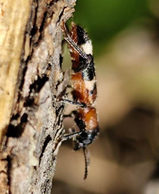 Thanasimus formicarius - vörösnyakú szúfarkas