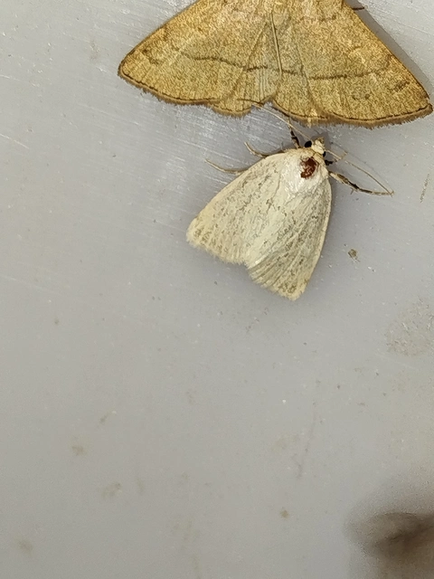 Photedes morrisii simonyisandori - Simonyi Sándor sásbaglya