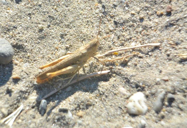 Chorthippus brunneus - közönséges tarlósáska