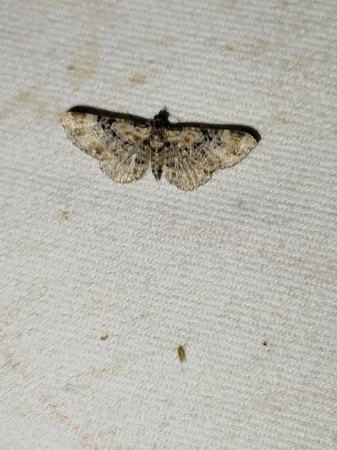 Eupithecia linariata - vonalas törpearaszoló